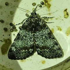 Connubial Underwing thumbnail 3