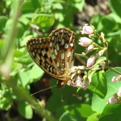 Zerene Fritillary thumbnail 4