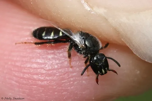 Perdita novaeangliae