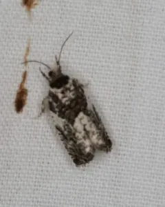 Gypsonoma adjuncta thumbnail 4