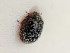 Bark-gnawing Beetle thumbnail 4