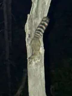 Ringtail thumbnail 4