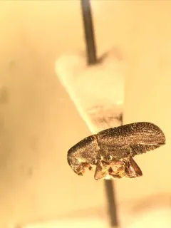 Hylastes porculus thumbnail 3