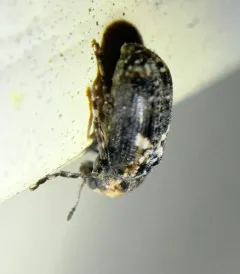 Rustic Fungus Weevil thumbnail 3