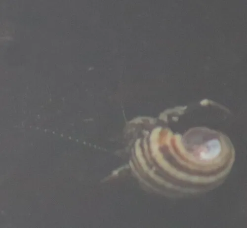 Ventura Hermit Crab