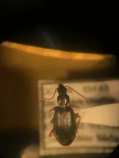 Atranus pubescens thumbnail 2