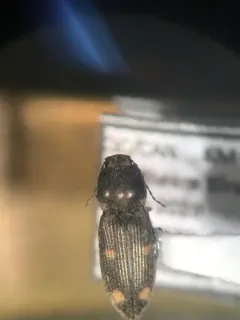 Kindred Heart Click Beetle thumbnail 2