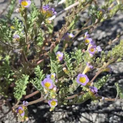 Leiberg's Phacelia thumbnail 4