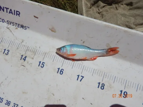 Red Shiner