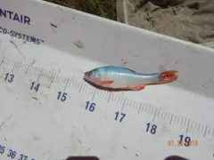 Red Shiner thumbnail 1