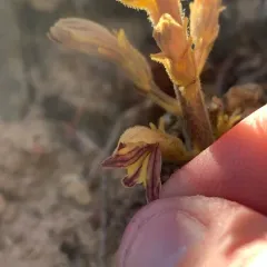 conifer broomrape thumbnail 4