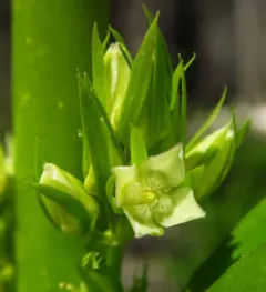 Umpqua green-gentian thumbnail 4