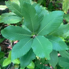 deer oak thumbnail 4