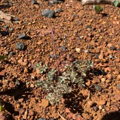 howell's lomatium thumbnail 3