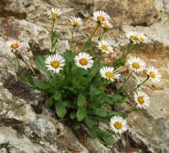 Cascade Fleabane thumbnail 2