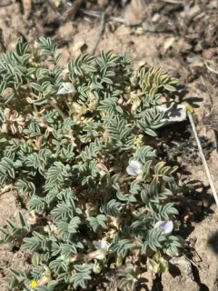 Bastard Milkvetch thumbnail 4