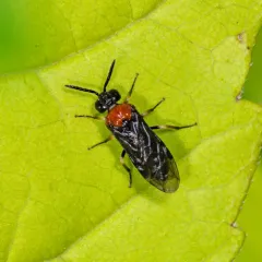Saddleback Grass-cutter thumbnail 3