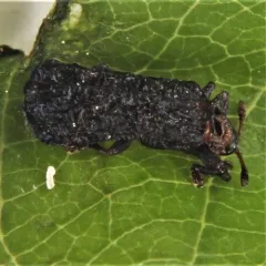 Trumpet Creeper Leafminer thumbnail 2