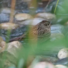 Lincoln's Sparrow thumbnail 4