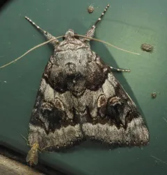 Bay Underwing thumbnail 4
