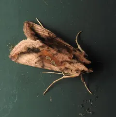 Two-spotted Looper Moth thumbnail 4