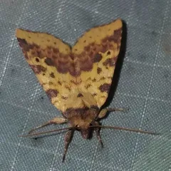 Pink-banded Sallow thumbnail 3