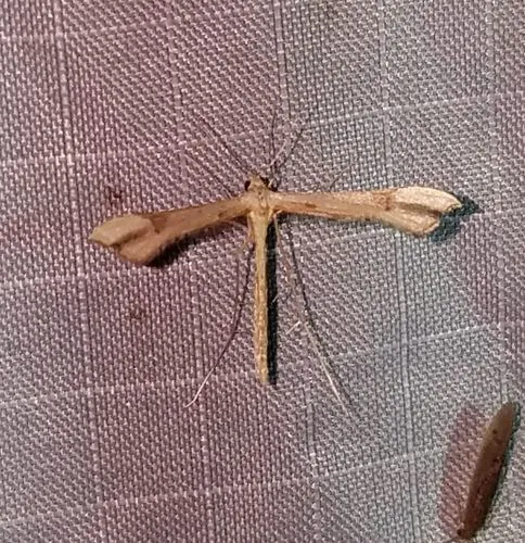 Carolina Plume Moth