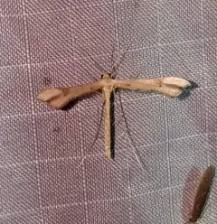 Carolina Plume Moth thumbnail 1