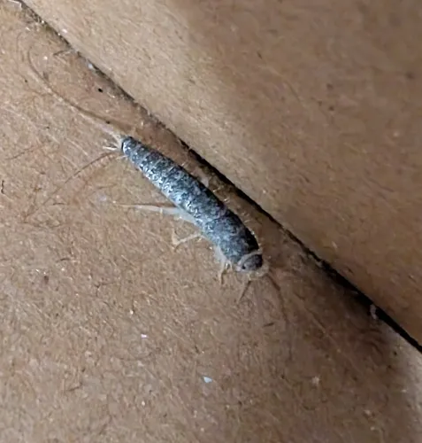 Long-tailed Silverfish