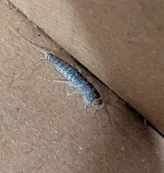 Long-tailed Silverfish thumbnail 1