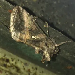 Gray Looper Moth thumbnail 4