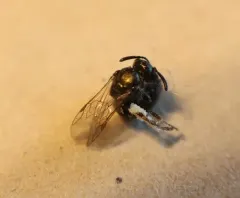 Anomalous Metallic Sweat Bee thumbnail 3