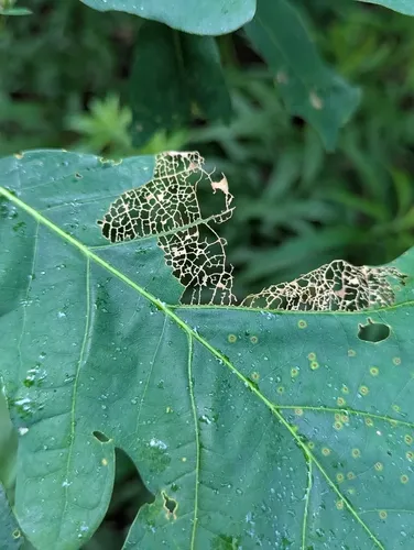 Oak Skeletonizer Moth