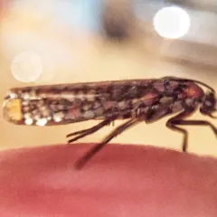 Ailanthus Webworm Moth thumbnail 1