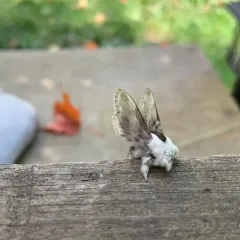 Large Tolype Moth thumbnail 3