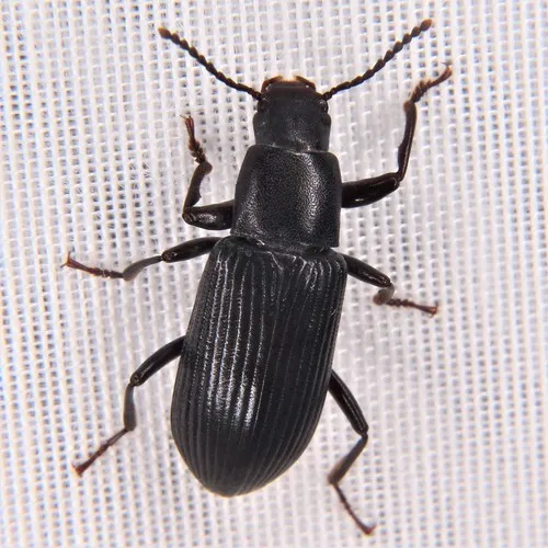 Decaying Darkling Beetle
