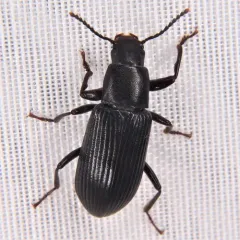 Decaying Darkling Beetle thumbnail 1
