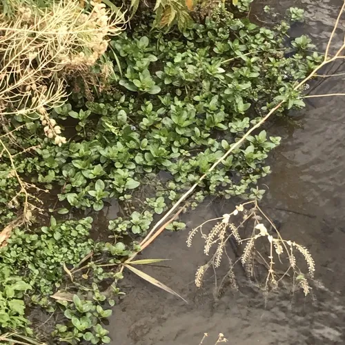 watercress