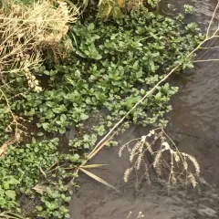 watercress thumbnail 1