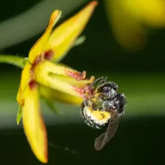 Macoupin County sweat bee thumbnail 2
