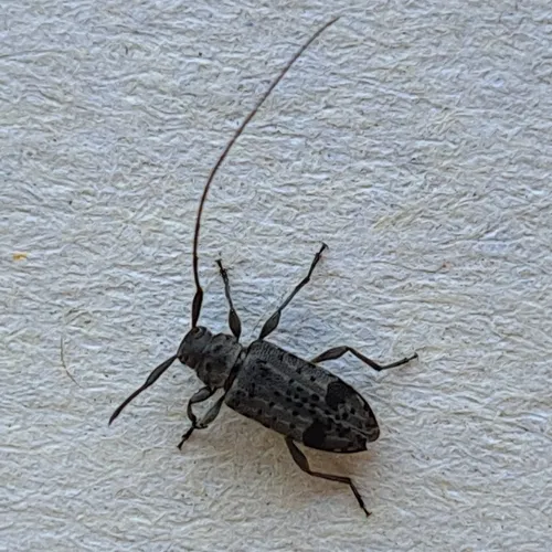 Hyperplatys maculata