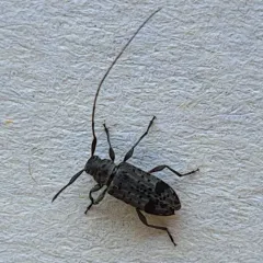 Hyperplatys maculata thumbnail 1