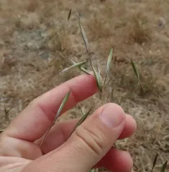 slender wild oat thumbnail 4