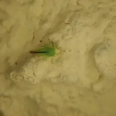 Idiocerus raphus thumbnail 3