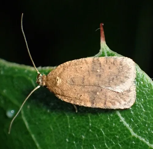 Agonopterix dimorphella
