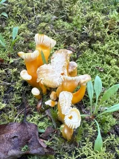 clustered waxcap thumbnail 4