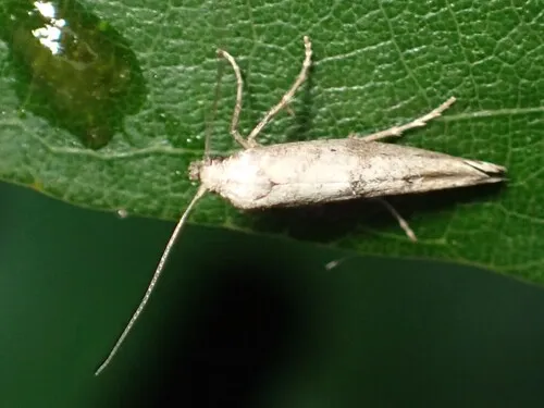 Epermenia cicutaella