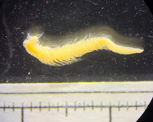 Autolytus emertoni