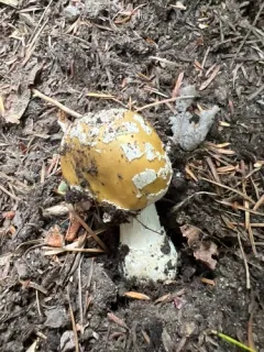 jewelled amanita thumbnail 3