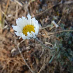cut-leaf fleabane thumbnail 3
